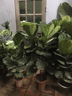 Cây bàng singapore 80cm-1m