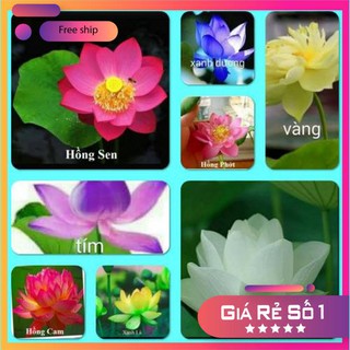 Hạt giống Sen nhật mini (05 hạt nhiều màu)