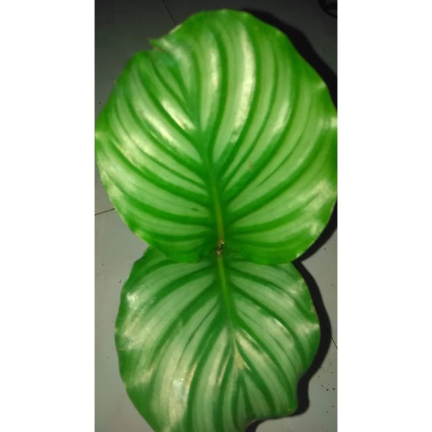 Cây đuôi công táo tuyệt đẹp - Calathea Orbifolia