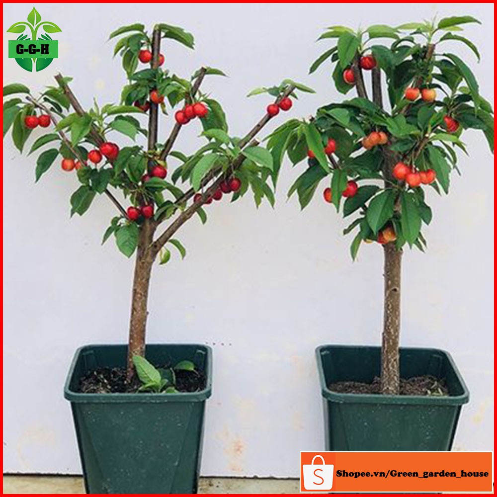 Combo 2 cây cherry Brazil nhiệt đới (anh đào Brazil) cao 60 - 80cm ( ảnh thật )