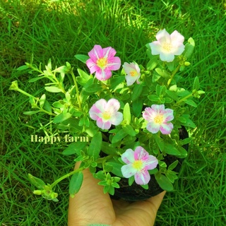 chậu hoa mười giờ sam Hồng sọc trắng