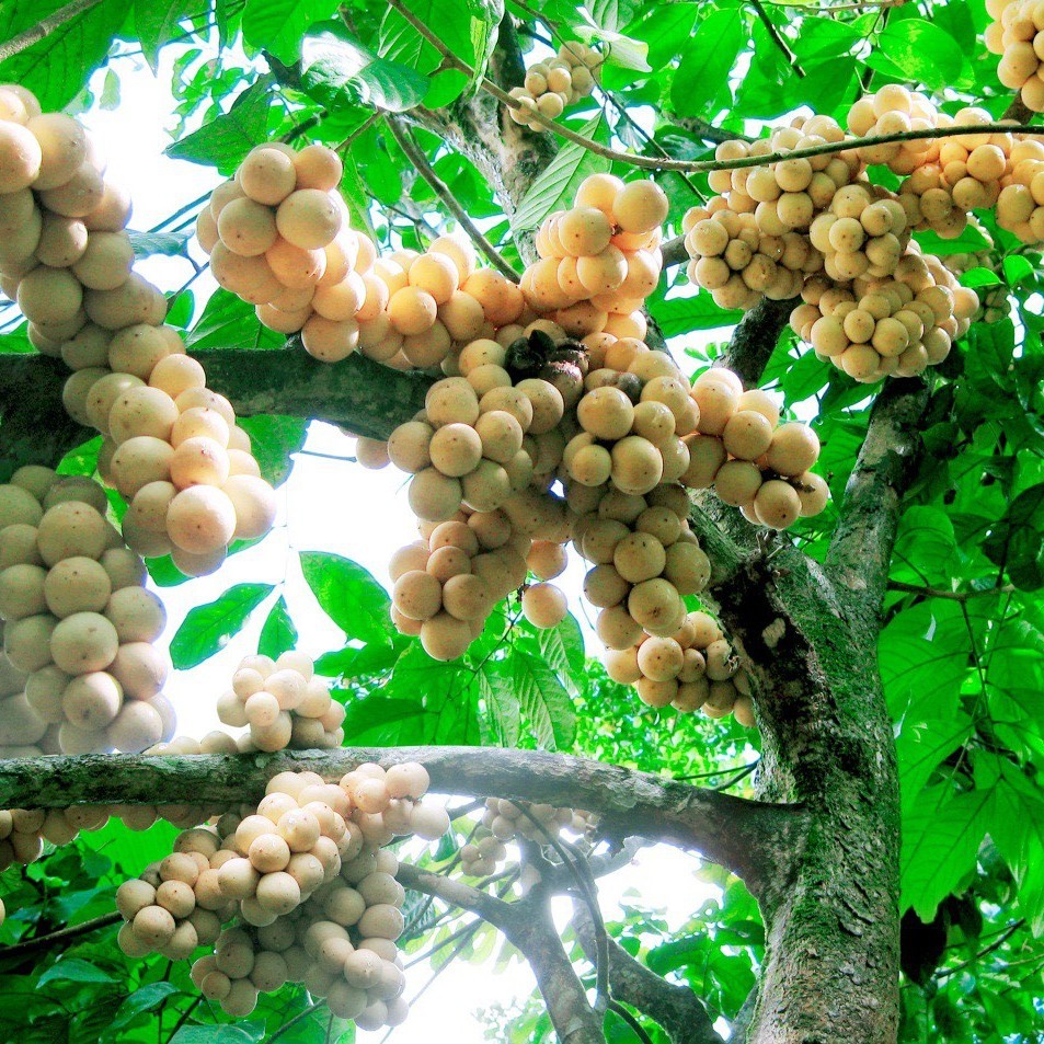 Cây giống bon bòn thái cây ươm hạt có sẵn