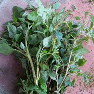 Gói 10gr hạt giống rau dền cơm