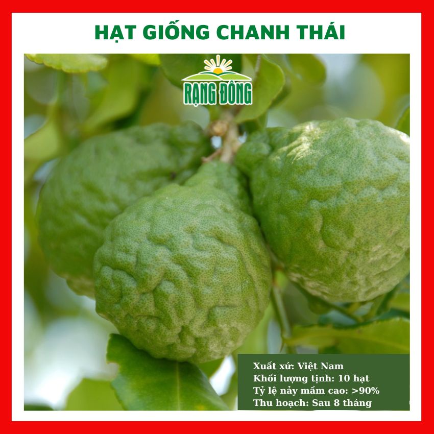Hạt giống chanh Thái - rau củ quả chịu nhiệt 4 mùa trồng chậu ban công ngon nảy mầm cao 10 hạt KAFFIR LIME 327