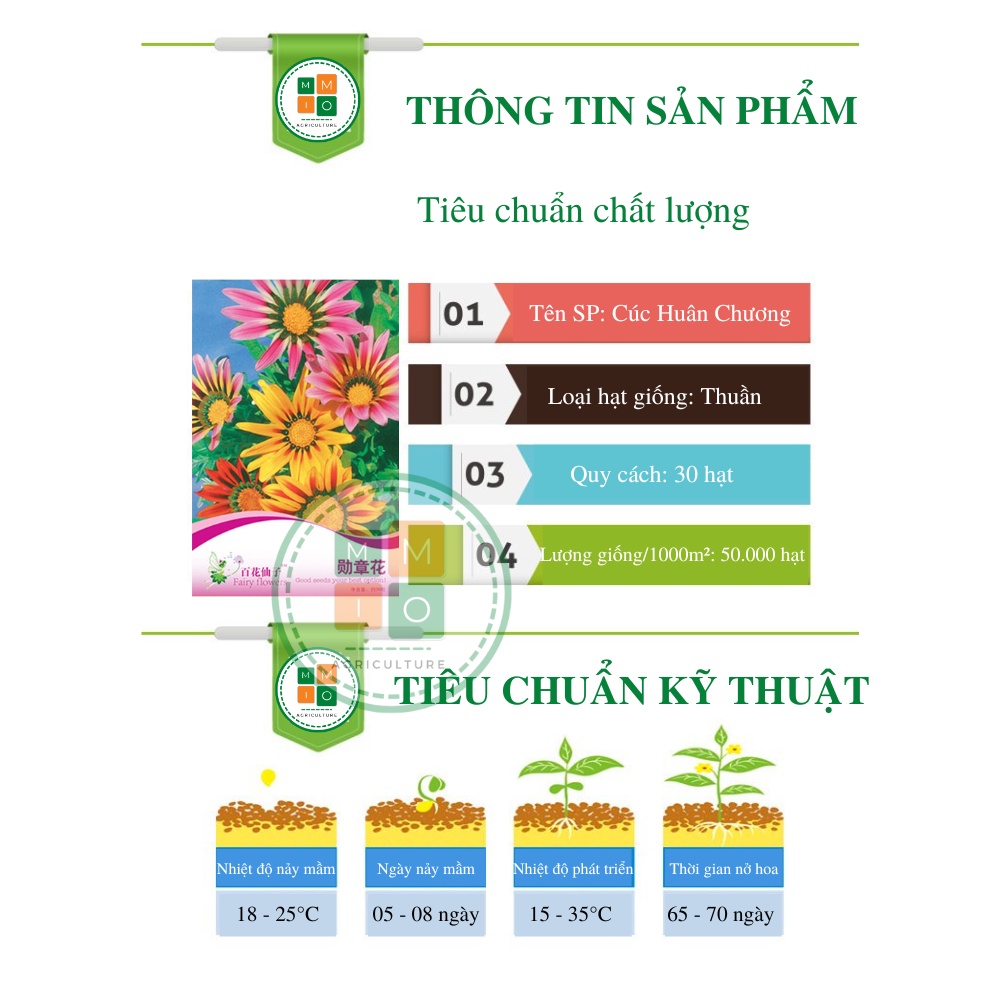 Hạt giống hoa cúc huân chương mix màu siêu đẹp, dễ trồng nở hoa quanh năm