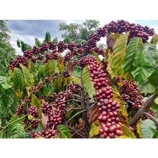 Cà phê rang xay mộc