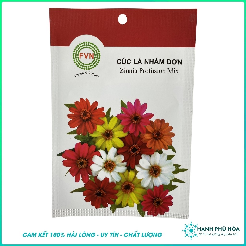 Hạt Giống Hoa Cúc Lá Nhám Đơn Floralseed Vietnam - Hoa kiểng- Cây Cảnh - Xuất xứ Nhật Bản- 5 hạt-Dễ trồng-Hoa Đẹp