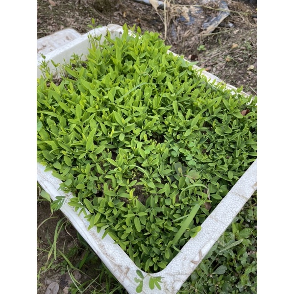 Hạt Đàn Hương Trắng Ấn Độ