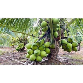 Cây dừa xiêm xanh lùn