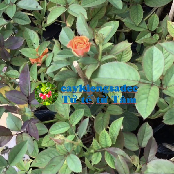 caykiengsadec - Hoa hồng (Cam) - tặng phân bón cho cây mau lớn - trang trí nội thất cảnh quan sân vườn
