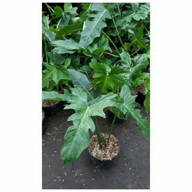 Mô Hình Rồng Vàng Philodendron Độc Đáo