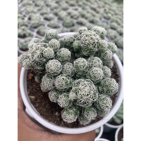 Xương rồng trứng chim size trung bình 9-11cm, Vườn PANDAA GARDEN Xuất Xứ Đà Lạt, Cây Khoẻ Dễ Chăm, Lỗi 1 Đổi 1