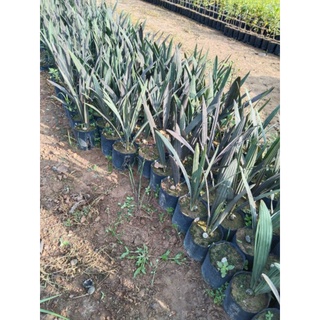 Cây 🌲 Kè Bạc