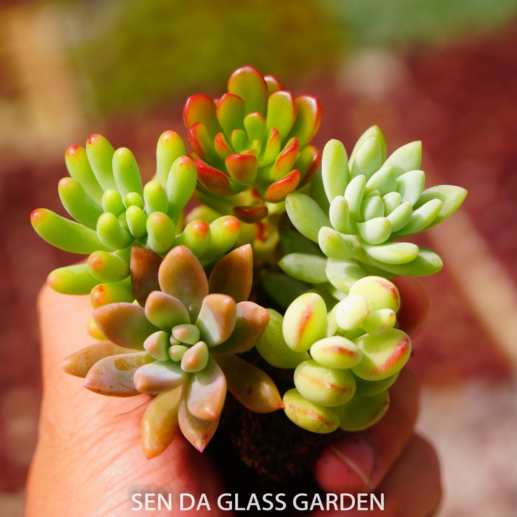 Combo sen đá cành 5 loại mini 3-4cmGLASS GARDEN - Khỏe, đẹp, dễ trồng, Sen đá Đà Lạt thuần khí hậu