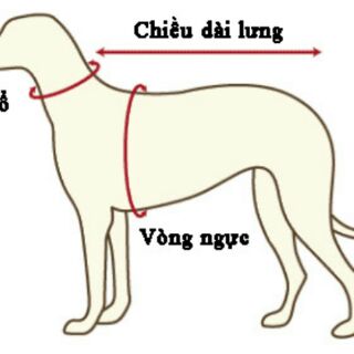 Áo ba lỗ cổ bẻ