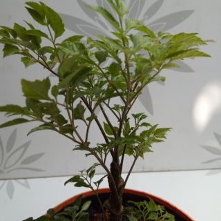 Cây Đinh Lăng lá nhiễn 25k/cây