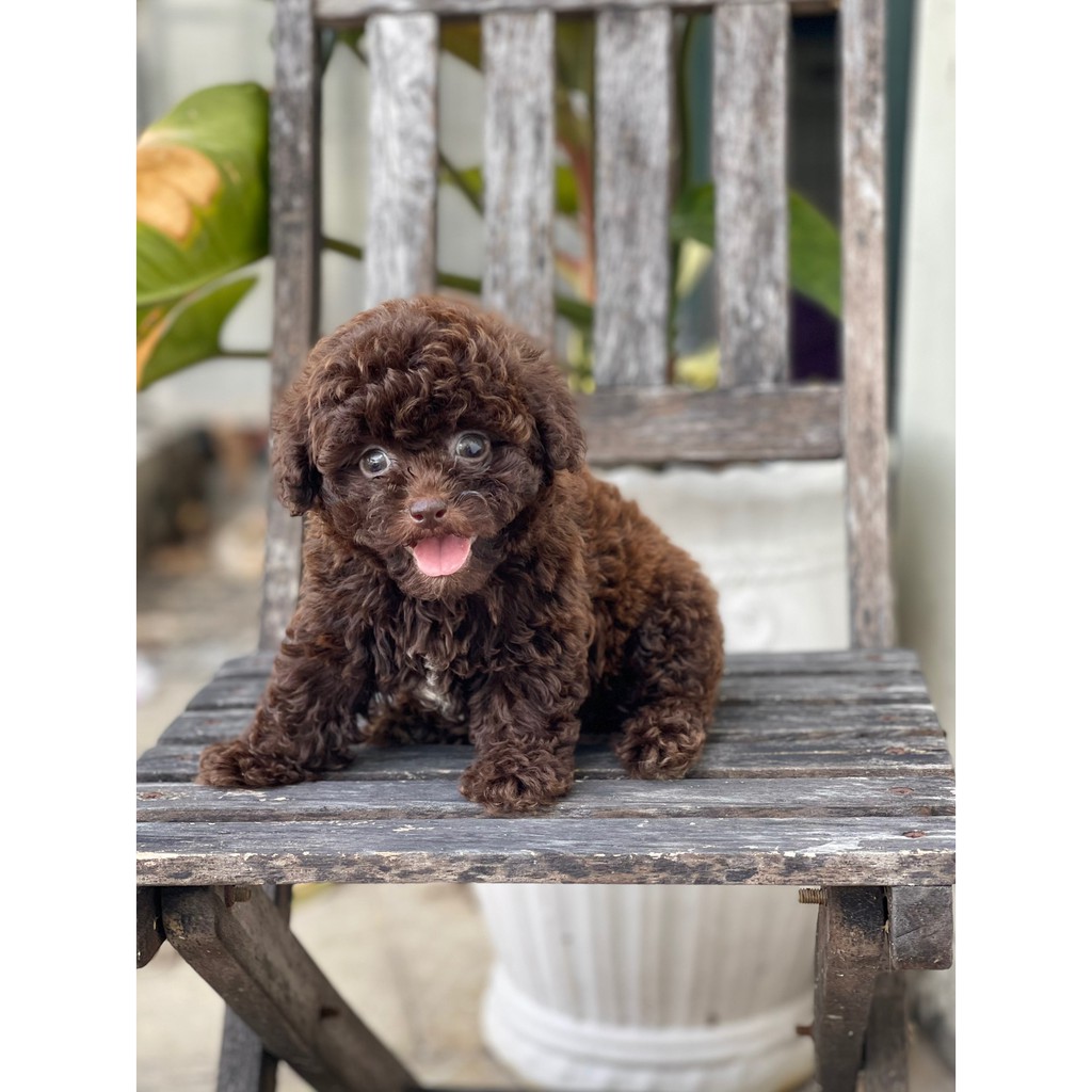 ❌ Poodle Thuần chủng - Màu Socola