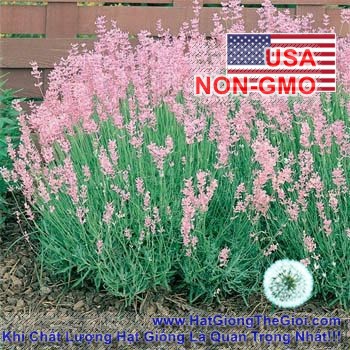 5h Hạt Giống Hoa Oải Hương Lavender Rosea (C1.204| B6*V13)