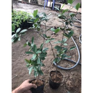 Cây cherry brazil siêu đẹp