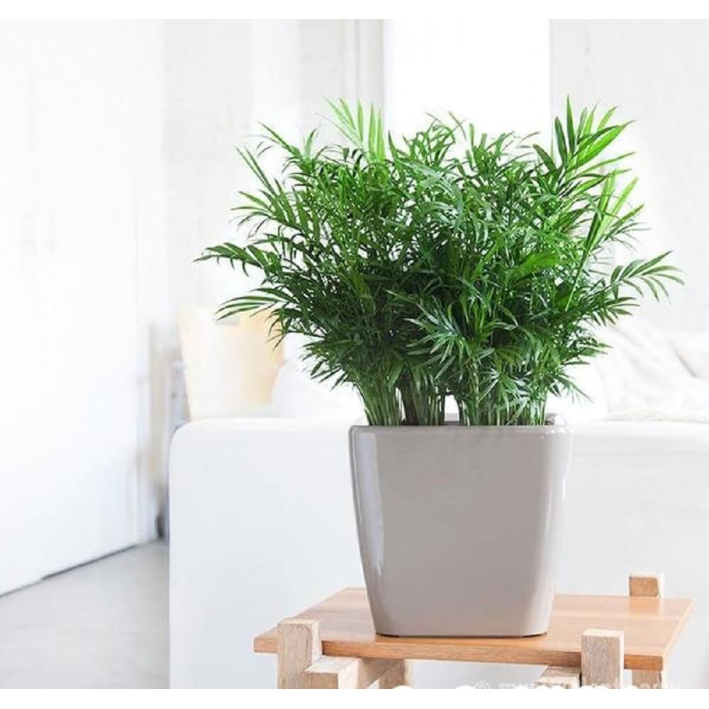 Cây Chamaedorea elegans Parlor Palm (Cau Tiểu Trâm) kèm chậu thuỷ sinh 2 lớp