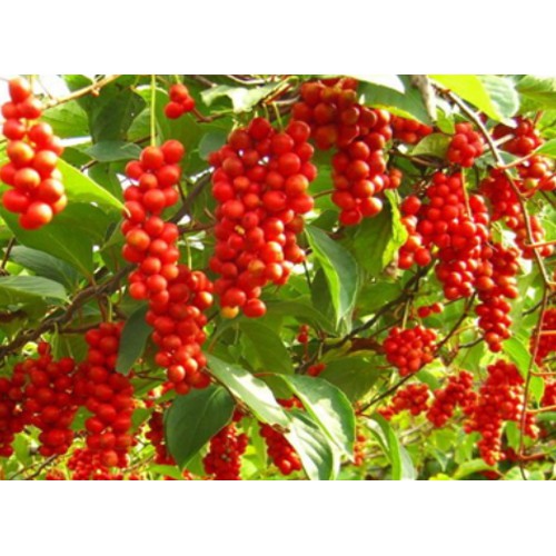 Ngũ Vị Tử DV089