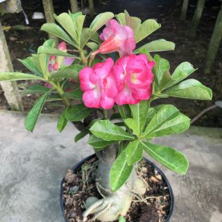 CÂY SỨ THÁI (hoa đẹp, nhiều loại)