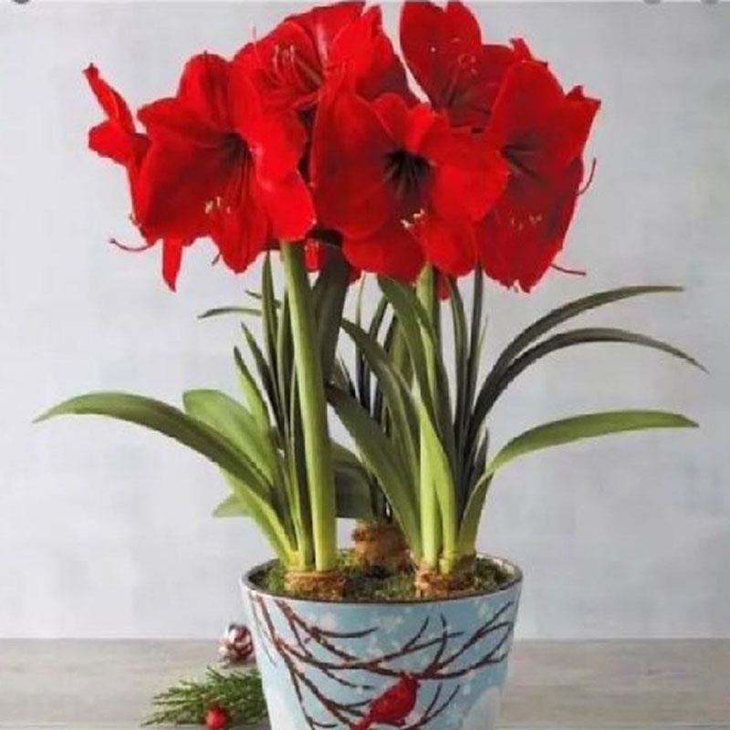 Củ hoa lan huệ  - cây cảnh để bàn - ra hoa sau 1 tháng - caykiengsadec