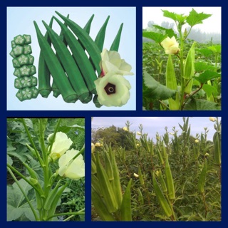 HẠT GIỐNG ĐẬU BẮP LAI F1 (5gr)