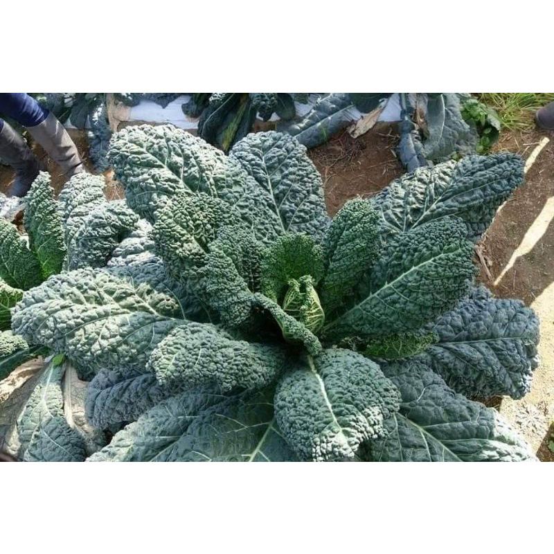 Hạt giống Cải Kale Khủng Long  dễ trồng