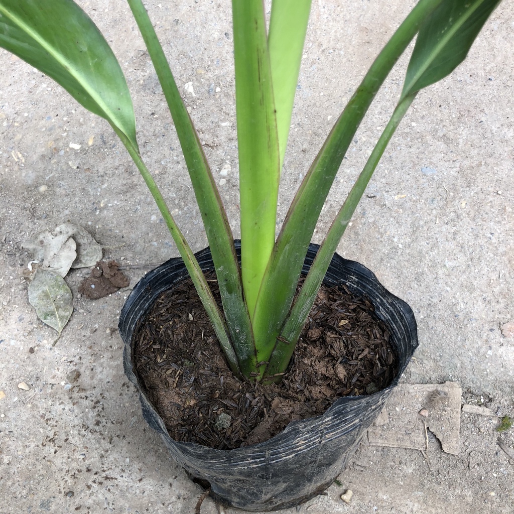 Cây chuối - cây chuối rẻ quạt cao 60cm trang trí sân vườn cảnh quan