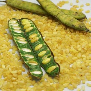 100g Bồ mễ ( Tuyết liên tử )