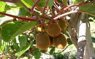 Kiwi vàng ngọt