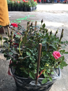Hồng tỷ muội