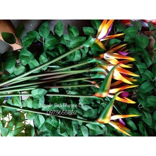 👉 Hoa Thiên Điểu Cao Su Trang Trí Decor Cành Dài 90 cm _ ẢNH THẬT