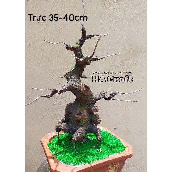 Gốc bonsai,thân cây bonsai thế Trực 40-45cm làm hoa mai,đào Handmade