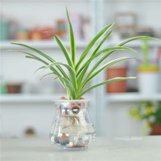 combo khóm cây lan nhện, cây dây nhện