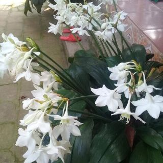 CỦ GIỐNG HOA NGỌC TRÂM