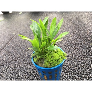 Tiêu thảo mũi tên mini