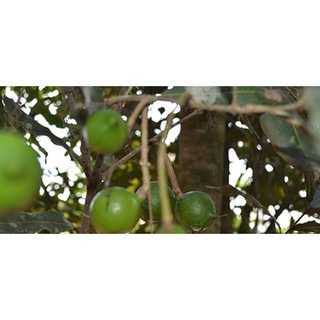 Hạt Mắc Ca Việt Bịch 500gr
