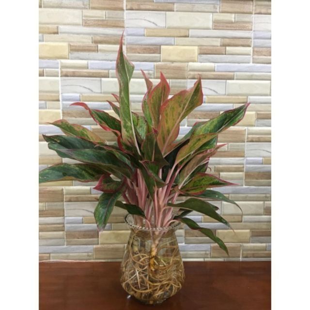 Cây phú quý 3 thân- cây phong thủy