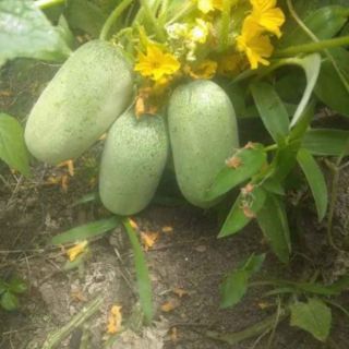 🥒🥒 DƯA CHUỘT MÈO THÁI LAN