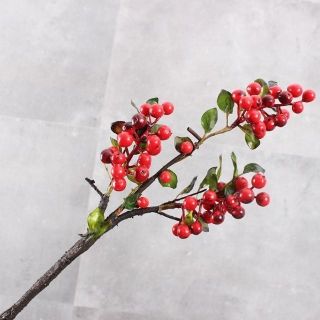 Cành việt quất cao cấp