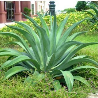 3 Cây con giống rứa cảnh ( hiện cây cao hơn ảnh hình 2 gấp 3 lần )