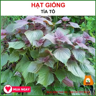 2.5 Gram Hạt Giống Tía Tô Rạng Đông