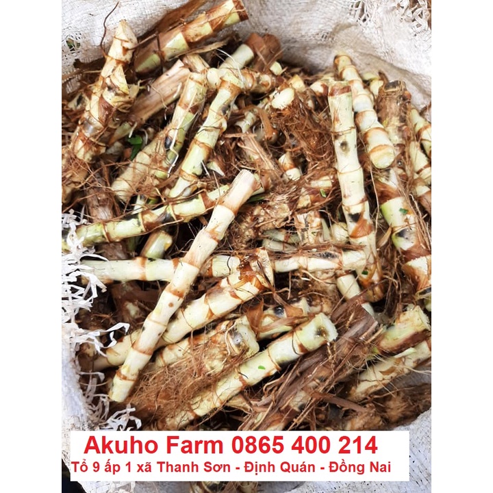 Hom Giống Cỏ Voi Lùn Đài Loan – Cỏ Sữa Đài Loan – Cỏ Lá Dứa