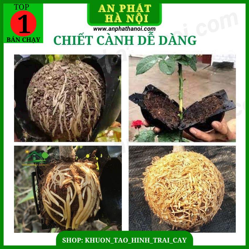 1 Bầu Chiết cành loại đẹp, dụng cụ chiết cành chuyên dụng, hộp ươm ghép cành