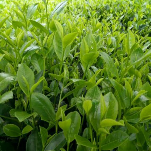 Đặc sản Chè Thái nguyên