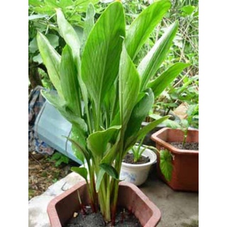 1kg củ ngải bún (vừa ăn vừa làm giống)