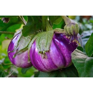 Hạt giống Cà Bát Tím Khía_Cà Ghém Múi Tím Đen nhập Thái Lan nguyên gói ~100 hạt (Purple Big Eggplant)