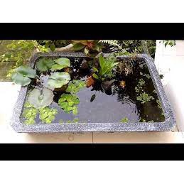 Vi sinh PSB 1,5l hồ cá koi, vi sinh làm trong nước, vi sinh tươi, vi khuẩn quang hợp hồ cá koi